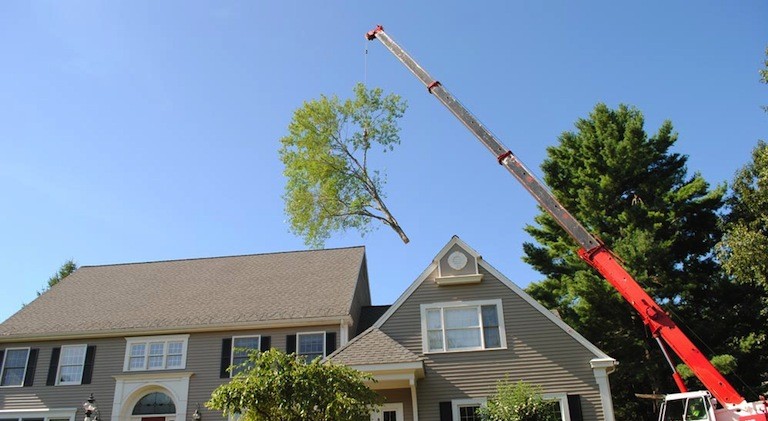 Tree Removal Worcester MA