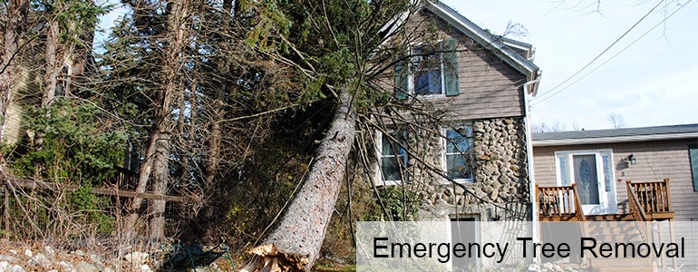 Emergency Tree Removal Worcester MA