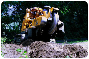 Tree Stump Removal Service Holden MA