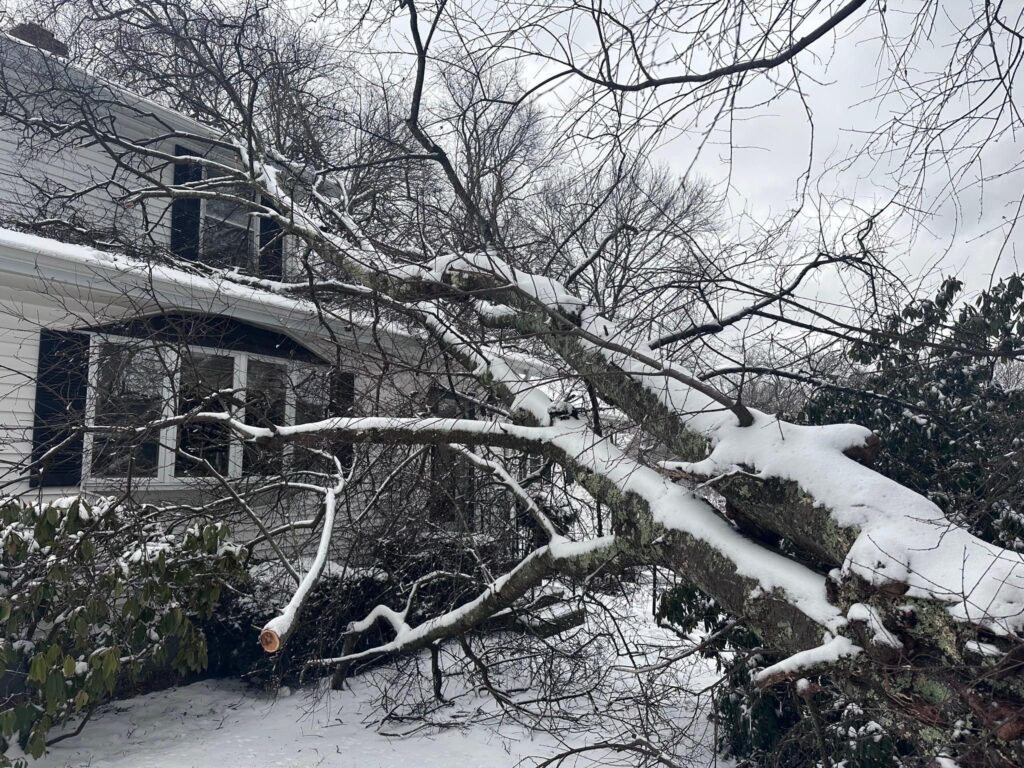emergency tree service for a tree fallen on a roof in Paxton MA