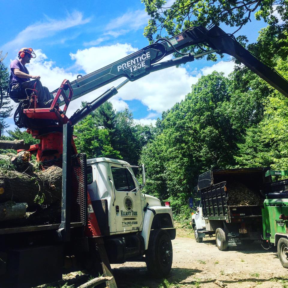 tree removal in Sterling MA