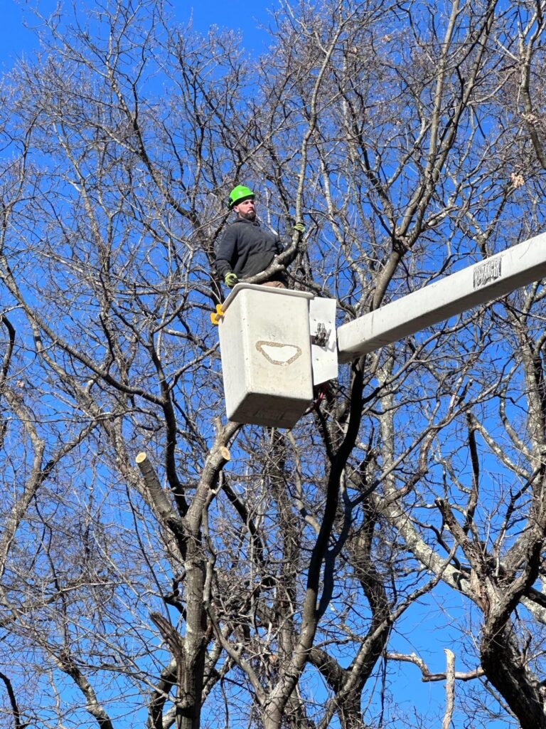 tree service in a bucket lift trimming a tree in West Boylston